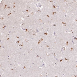 Invitrogen Clavesin-1 Polyclonal Antibody 100 &mu;L; Unconjugated:Antibodies,