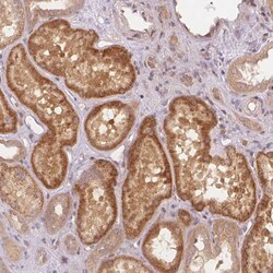 Invitrogen PCDHB1 Polyclonal Antibody 100 &mu;L; Unconjugated:Antibodies,