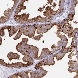 Invitrogen TEKT4 Polyclonal Antibody 100 &mu;L; Unconjugated:Antibodies,