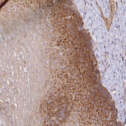 Invitrogen GALP Polyclonal Antibody 100 &mu;L; Unconjugated:Antibodies,
