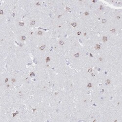 Invitrogen VKORC1L1 Polyclonal Antibody 100 &mu;L; Unconjugated:Antibodies,
