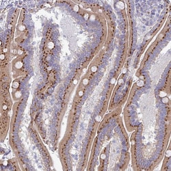 Invitrogen VKORC1L1 Polyclonal Antibody 100 &mu;L; Unconjugated:Antibodies,