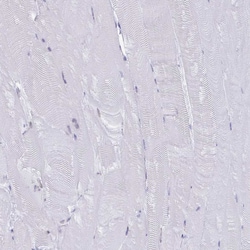 Invitrogen VKORC1L1 Polyclonal Antibody 100 &mu;L; Unconjugated:Antibodies,