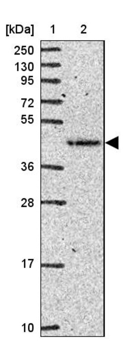 Invitrogen FUT10 Polyclonal Antibody 100 &mu;L | Buy Online | Invitrogen&trade; | Fisher Scientific