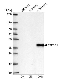 Invitrogen C20orf43 Polyclonal Antibody 100 &mu;L; Unconjugated:Antibodies,