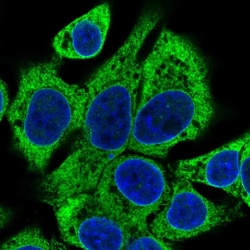 Invitrogen SLC39A7 Polyclonal Antibody 100 &mu;L; Unconjugated:Antibodies,