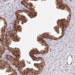 Invitrogen SLC39A7 Polyclonal Antibody 100 &mu;L; Unconjugated:Antibodies,