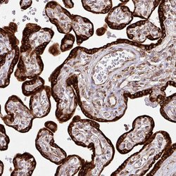 Invitrogen SLC39A7 Polyclonal Antibody 100 &mu;L; Unconjugated:Antibodies,