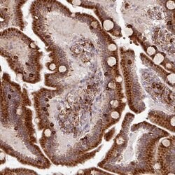 Invitrogen SLC39A7 Polyclonal Antibody 100 &mu;L; Unconjugated:Antibodies,
