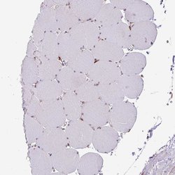 Invitrogen SLC39A7 Polyclonal Antibody 100 &mu;L; Unconjugated:Antibodies,