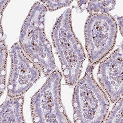 Invitrogen Alivin 1 Polyclonal Antibody 100 &mu;L; Unconjugated:Antibodies,