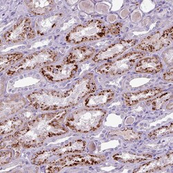 Invitrogen Alivin 1 Polyclonal Antibody 100 &mu;L; Unconjugated:Antibodies,