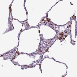 Invitrogen Alivin 1 Polyclonal Antibody 100 &mu;L; Unconjugated:Antibodies,