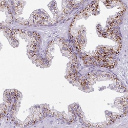 Invitrogen Alivin 1 Polyclonal Antibody 100 &mu;L; Unconjugated:Antibodies,