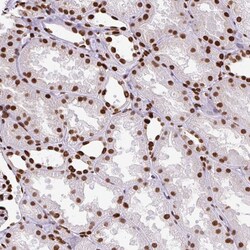 Invitrogen TMEM184C Polyclonal Antibody 100 &mu;L; Unconjugated:Antibodies,