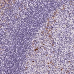 Invitrogen FAM46C Polyclonal Antibody 100 &mu;L; Unconjugated:Antibodies,
