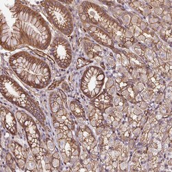 Invitrogen B3GALT5 Polyclonal Antibody 100 &mu;L; Unconjugated:Antibodies,