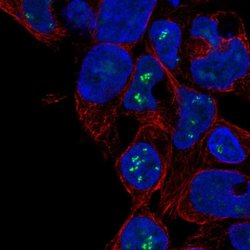 Invitrogen ZNF689 Polyclonal Antibody 100 &mu;L; Unconjugated:Antibodies,