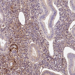 Invitrogen MFAP4 Polyclonal Antibody 100 &mu;L; Unconjugated:Antibodies,