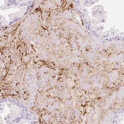 Invitrogen MFAP4 Polyclonal Antibody 100 &mu;L; Unconjugated:Antibodies,