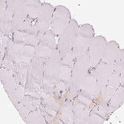 Invitrogen MFAP4 Polyclonal Antibody 100 &mu;L; Unconjugated:Antibodies,