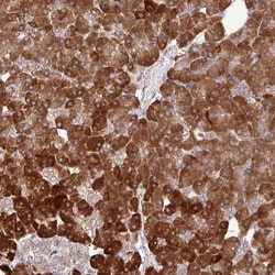 Invitrogen SAPAP4 Polyclonal Antibody 100 &mu;L; Unconjugated:Antibodies,