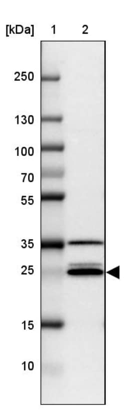 Invitrogen VTI1A Polyclonal Antibody 100 &mu;L; Unconjugated:Antibodies,