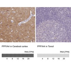 Invitrogen PPFIA4 Polyclonal Antibody 100 &mu;L; Unconjugated:Antibodies,