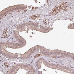 Invitrogen OLFML2B Polyclonal Antibody 100 &mu;L | Buy Online | Invitrogen&trade; | Fisher Scientific