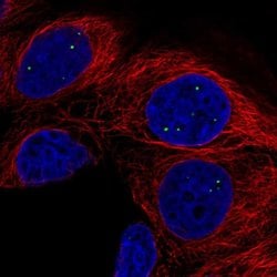 Invitrogen AMER3 Polyclonal Antibody 100 &mu;L; Unconjugated:Antibodies,