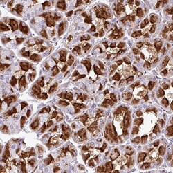 Invitrogen ZNF106 Polyclonal Antibody 100 &mu;L; Unconjugated:Antibodies,