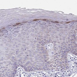 Invitrogen IL-37 Polyclonal Antibody 100 &mu;L; Unconjugated:Antibodies,