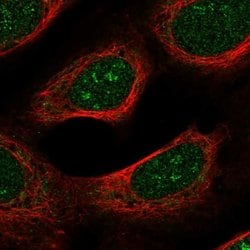 Invitrogen Spectrin beta-4 Polyclonal Antibody 100 &mu;L; Unconjugated:Antibodies,