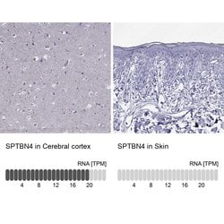 Invitrogen Spectrin beta-4 Polyclonal Antibody 100 &mu;L; Unconjugated:Antibodies,