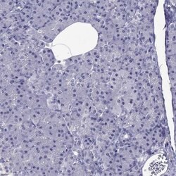 Invitrogen Spectrin beta-4 Polyclonal Antibody 100 &mu;L; Unconjugated:Antibodies,