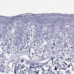 Invitrogen Spectrin beta-4 Polyclonal Antibody 100 &mu;L; Unconjugated:Antibodies,