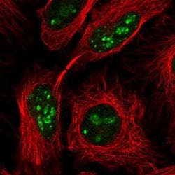 Invitrogen PIN4 Polyclonal Antibody 100 &mu;L; Unconjugated:Antibodies,
