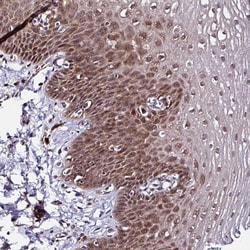 Invitrogen PIN4 Polyclonal Antibody 100 &mu;L; Unconjugated:Antibodies,