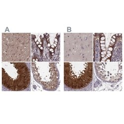 Invitrogen GSS Polyclonal Antibody 100 &mu;L; Unconjugated:Antibodies,