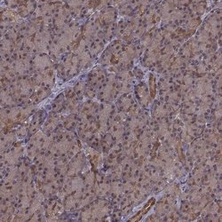 Invitrogen GSS Polyclonal Antibody 100 &mu;L; Unconjugated:Antibodies,