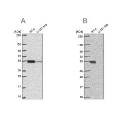 Invitrogen GSS Polyclonal Antibody 100 &mu;L; Unconjugated:Antibodies,
