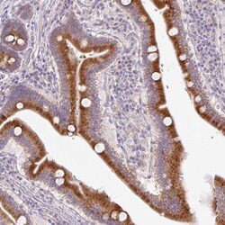 Invitrogen POFUT1 Polyclonal Antibody 100 &mu;L; Unconjugated:Antibodies,