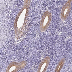 Invitrogen POFUT1 Polyclonal Antibody 100 &mu;L; Unconjugated:Antibodies,