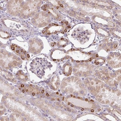 Invitrogen POFUT1 Polyclonal Antibody 100 &mu;L; Unconjugated:Antibodies,