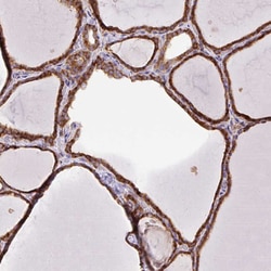 Invitrogen POFUT1 Polyclonal Antibody 100 &mu;L; Unconjugated:Antibodies,