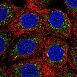 Invitrogen IST1 Polyclonal Antibody 100 &mu;L; Unconjugated:Antibodies,