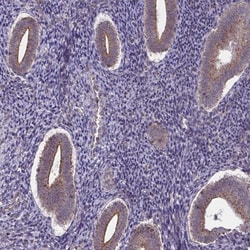 Invitrogen IST1 Polyclonal Antibody 100 &mu;L; Unconjugated:Antibodies,