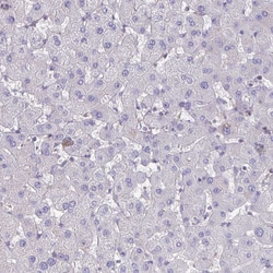 Invitrogen IST1 Polyclonal Antibody 100 &mu;L; Unconjugated:Antibodies,