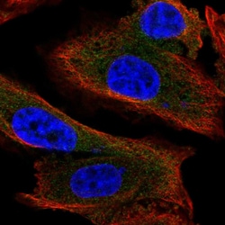 Invitrogen MAP1S Polyclonal Antibody 100 &mu;L; Unconjugated:Antibodies,