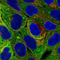 Invitrogen PLIN4 Polyclonal Antibody 100 &mu;L; Unconjugated:Antibodies,